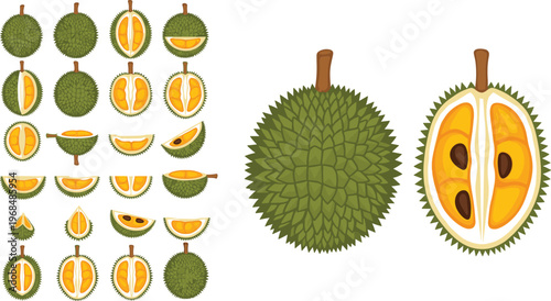 Durian Fruit Vector Set Featuring Whole and Cut Durian with Multiple Slice Variations Detailed Tropical Exotic Fruit Illustration Collection