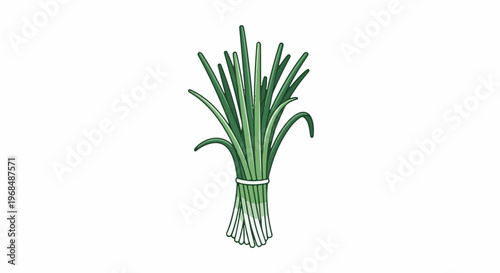 A bunch of green onions, tied with a white band, isolated on white
