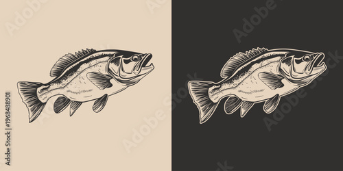 Vintage retro engraving woodcut style sketch draw paint of bass fish. Monochrome illustration style
