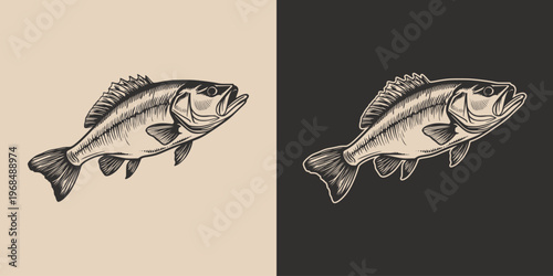 Vintage retro engraving woodcut style sketch draw paint of bass fish. Monochrome illustration style