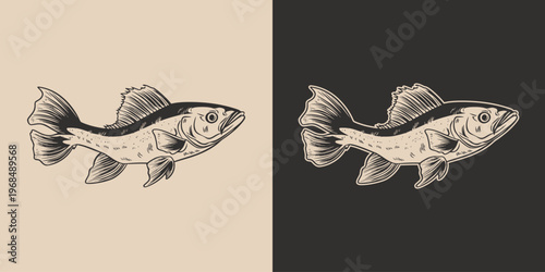 Vintage retro engraving woodcut style sketch draw paint of catfish fish. Monochrome style