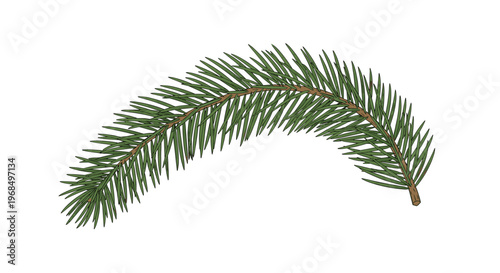 Detailed illustration of an evergreen pine branch with green needles and a brown stem for winter and nature themes.