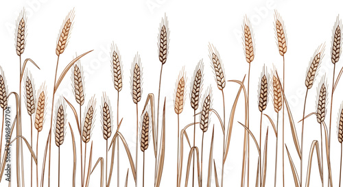 Line drawing illustration of ripe wheat stalks with warm brown accents on a white background evokes a sense of autumn harvest and nature.