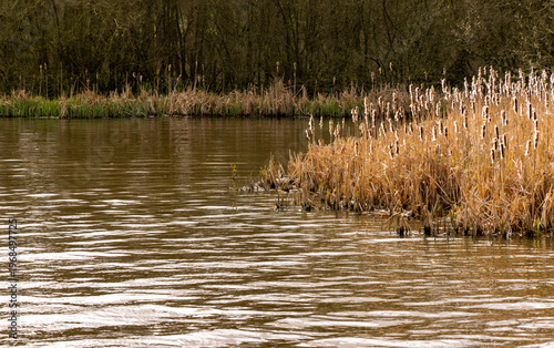 Canvas-taulu A bed of Bulrushes at the side of a lake