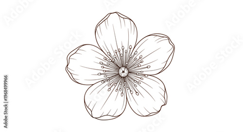Delicate line drawing of a five petaled flower with detailed stamens in the center captures its elegant floral beauty.