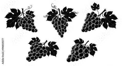 Detailed bunches of grapes illustrated in a striking black silhouette