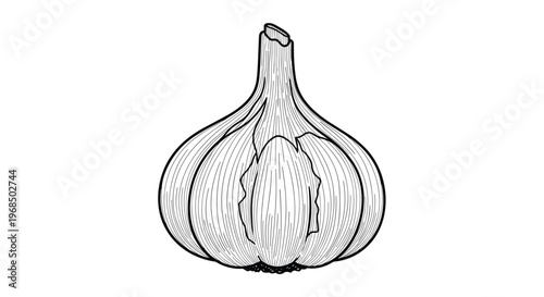 Detailed engraving of a whole garlic bulb with textured skin and cloves shown in a classic black and white vintage style.