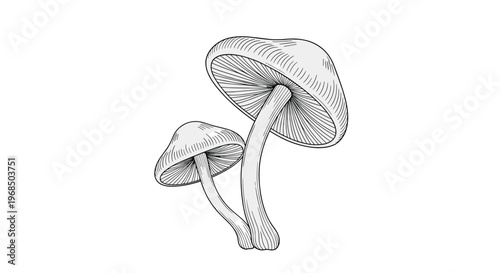 Artistic line art drawing of two mushrooms with textured caps and stalks shown in a classic vintage botanical style.