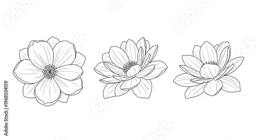 Elegant line art sketches of three blooming lotus flowers in different stages of opening on a white background.