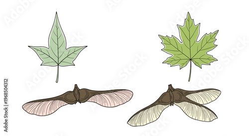 Botanical illustration of green maple leaves and winged maple samara seeds shown in a detailed hand-drawn style on a plain white background.