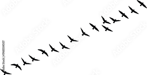 Bird flock silhouette vector, flying formation design, migratory wildlife artwork, nature flight illustration, group behavior graphic, minimalist animal concept