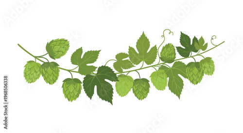 A robust hop plant branch with eleven vibrant green hop cones and numerous broad lobed leaves winds horizontally on a white backdrop.
