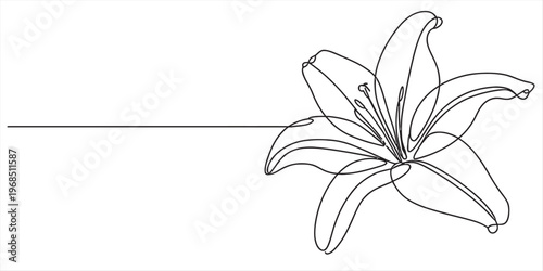 A minimalist single line drawing of a lily flower isolated on a plain white background surface. Vector, illustration