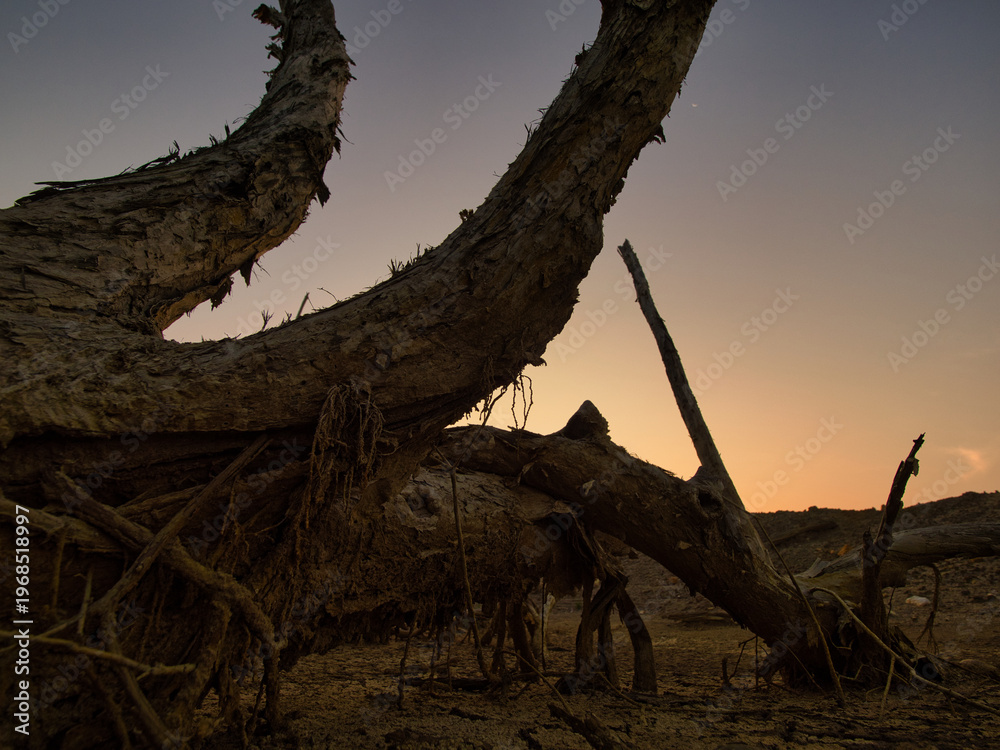 Fototapeta premium Dead trees in dry, cracked ground against an orange sunset sky. Thailand.