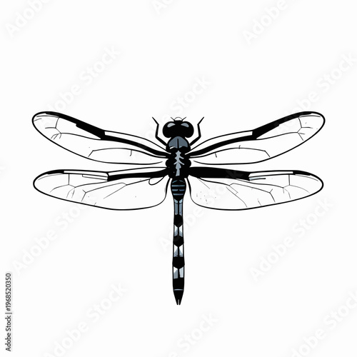 Detailed flat vector illustration of a single dragonfly, minimalist black and white insect graphic, vintage nature sketch, isolated on white background, entomology concept for design.