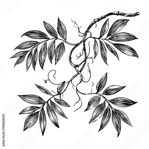 Liana branch with leaves, black and white sketch. Vector illustration. Tropical trees and climbing plants isolated on white background