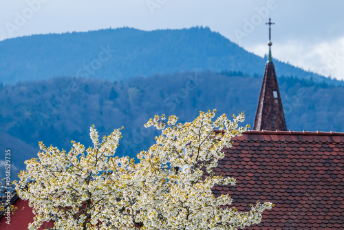 Douceur de vivre sur la Route des Vins : l'éclat des cerisiers en fleurs à Kientzheim