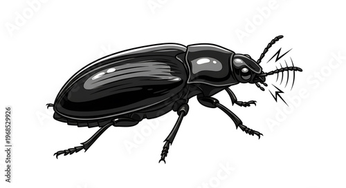 A black beetle vector illustration with a shiny exoskeleton and sharp legs on a white background