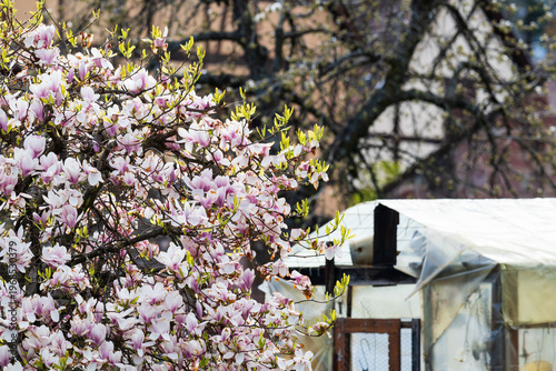 Splendeur du magnolia en fleurs au cœur d'un jardin partagé à Kientzheim