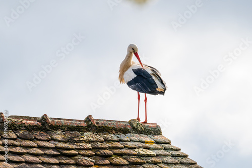 L'emblème de l'Alsace au printemps : cigogne blanche en pleine toilette à Kientzheim