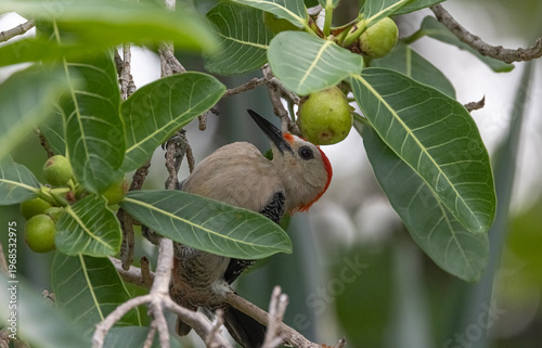 Red-bellied woodpecker in a fig tree, Mexico