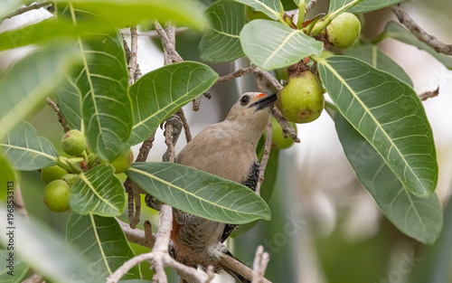 Red-bellied woodpecker in a fig tree, Mexico