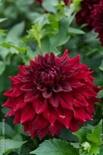 Dark red decorative Dahlia Water drops