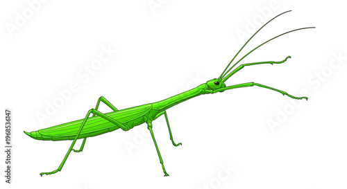 A vibrant green praying mantis vector illustration with a minimalist design on a clean white background