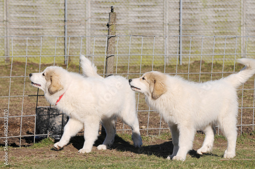 Two young Pyrenean Mountain Dogs walking alert along a fence – livestock guardian dogs outdoors