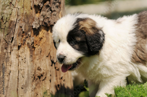 Cute Pyrenean Mastiff puppy outdoors – fluffy Spanish mountain dog
