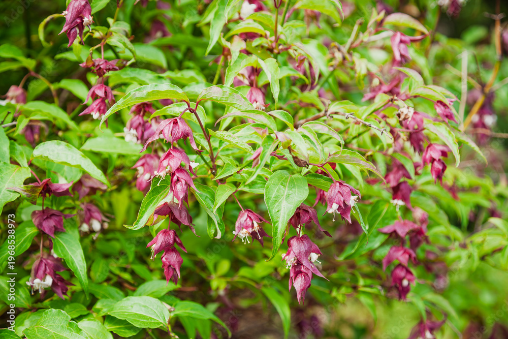 Obraz premium Pink drooping flowers on ornamental garden shrub