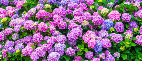 panoramic colorful floral background of pastel pink and blue blooming hydrangea flowers