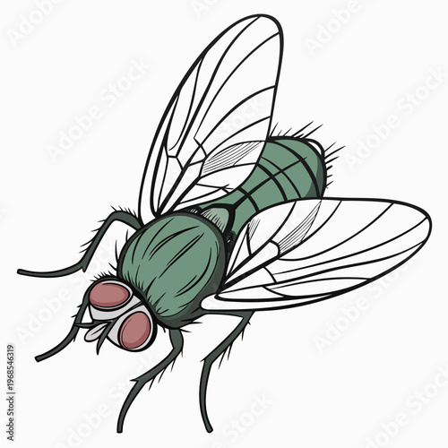 Vector illustration of a mosquito sucking blood and a fly isolated on a white background