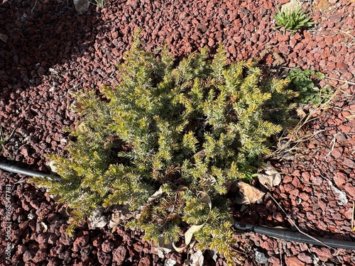 Obraz na plátně Juniperus conferta ‘All Gold’, a golden shore juniper cultivar with dense needle-like foliage, growing in volcanic scoria mulch, close-up, ground cover, rock gardens, and drought-tolerant landscaping