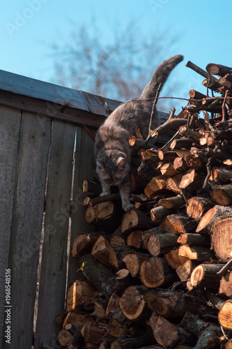 gray cat sits on firewood and basks in the sun on a spring day
