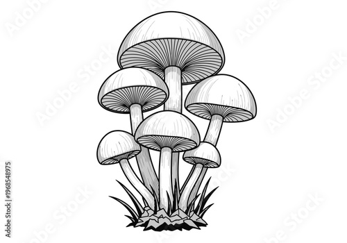 Black and White Mushroom Cluster Line Art Illustration, Hand Drawn Fungi Botanical Sketch Isolated on White Background