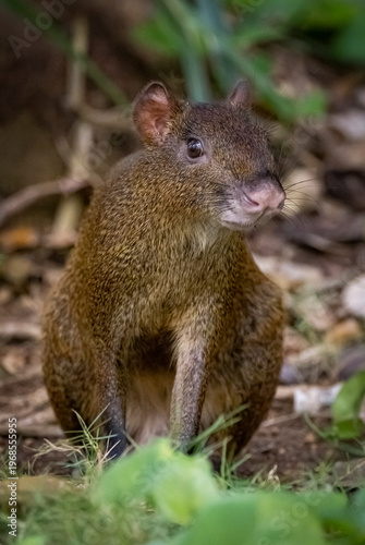 Agouti in Mexico 
