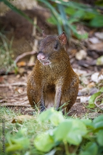 Agouti in Mexico 