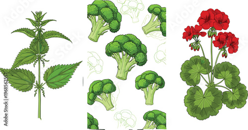 Botanical vector illustration set featuring green stinging nettle plant fresh broccoli florets seamless pattern and red geranium flowers for herbal medicine and organic food.