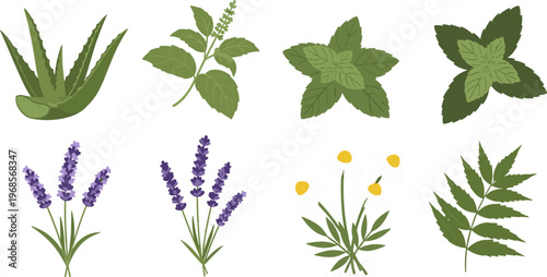 Herbal Plant Icon Set Featuring Aloe, Mint, Chamomile, Lavender and Natural Botanical Leaves Collection