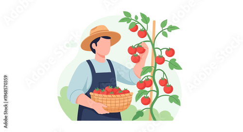 Farmer harvesting tomatoes from a vine into a basket
