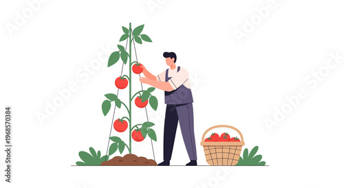 Gardener harvesting ripe tomatoes from a plant in a garden setting