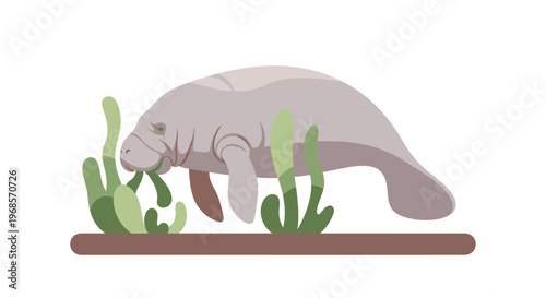 Manatee eating seaweed cartoon illustration aquatic animal