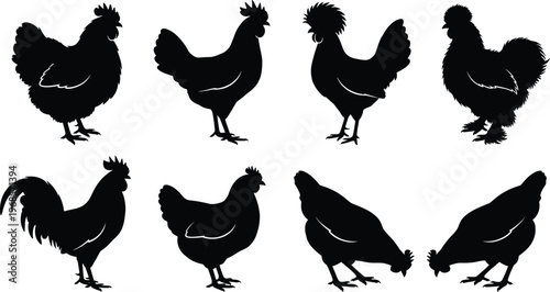 Set of chicken silhouettes rooster and hen farm poultry collection different poses black shapes isolated on white background illustration