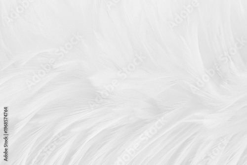 Beautiful white grey bird feathers pattern texture background.