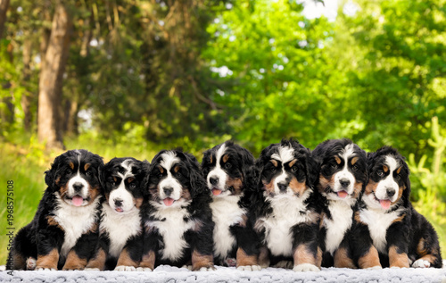 Schilderij op canvas A large litter of seven fluffy Bernese Mountain Dog puppies sitting together on a blanket outdoors