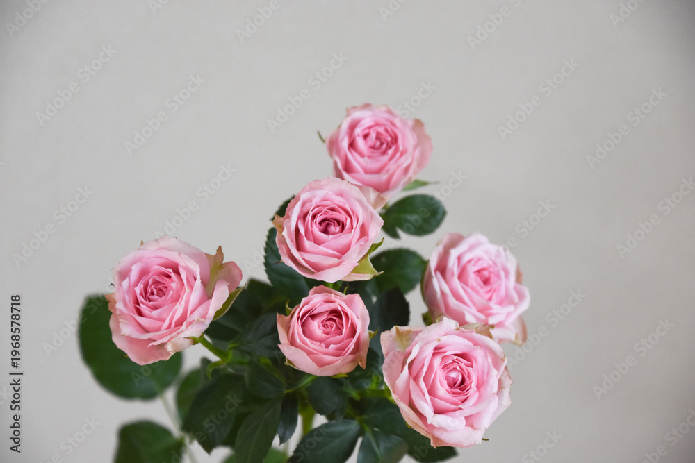 Fototapeta premium ピンクの薔薇