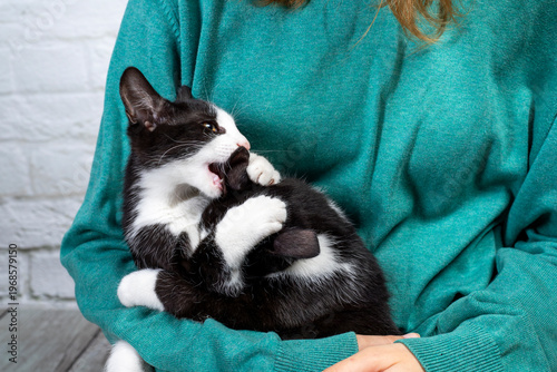 mały kotek czarno-biały na rękach