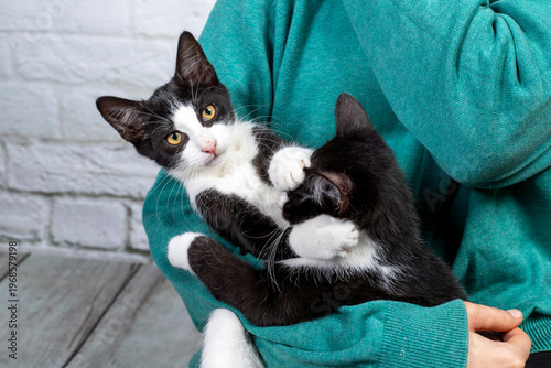 mały kotek czarno-biały na rękach