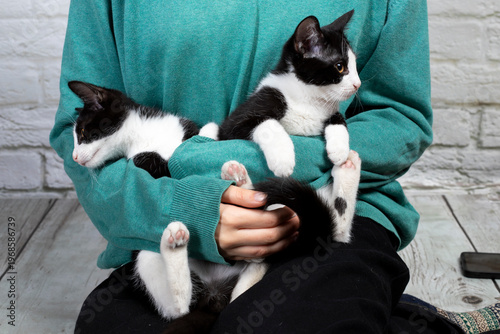 mały kotek czarno-biały na rękach